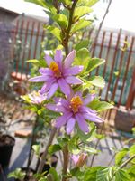 Grewia occidentalis